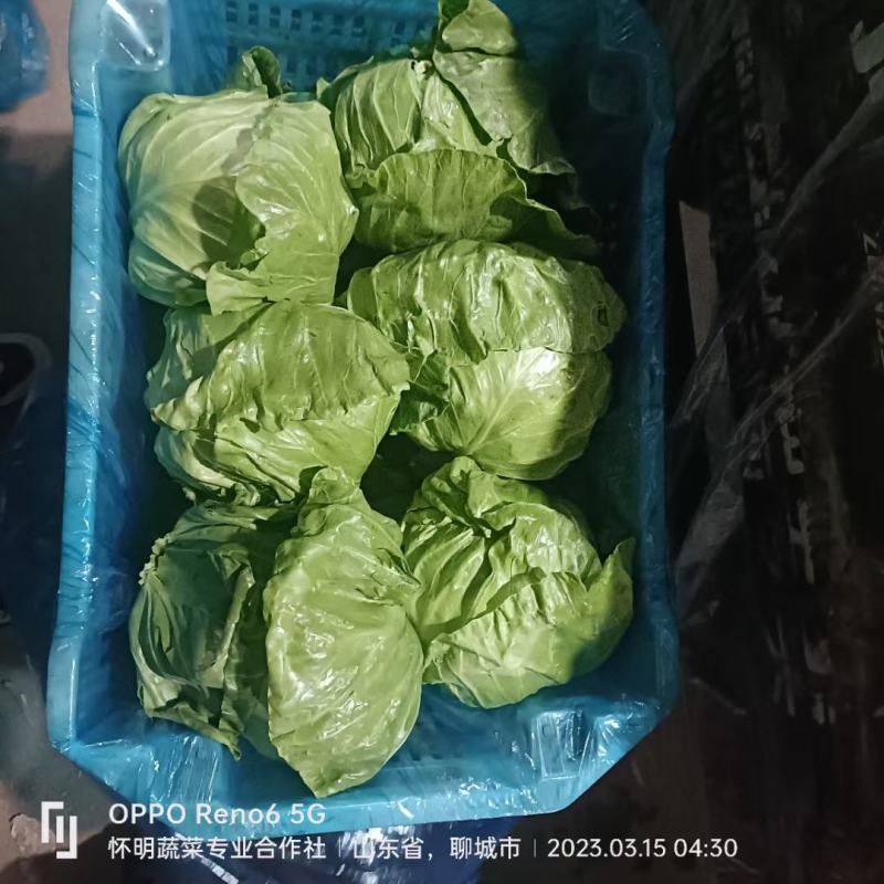 中甘21甘蓝，产地直发邯郸圆包菜一条龙服务对接商超