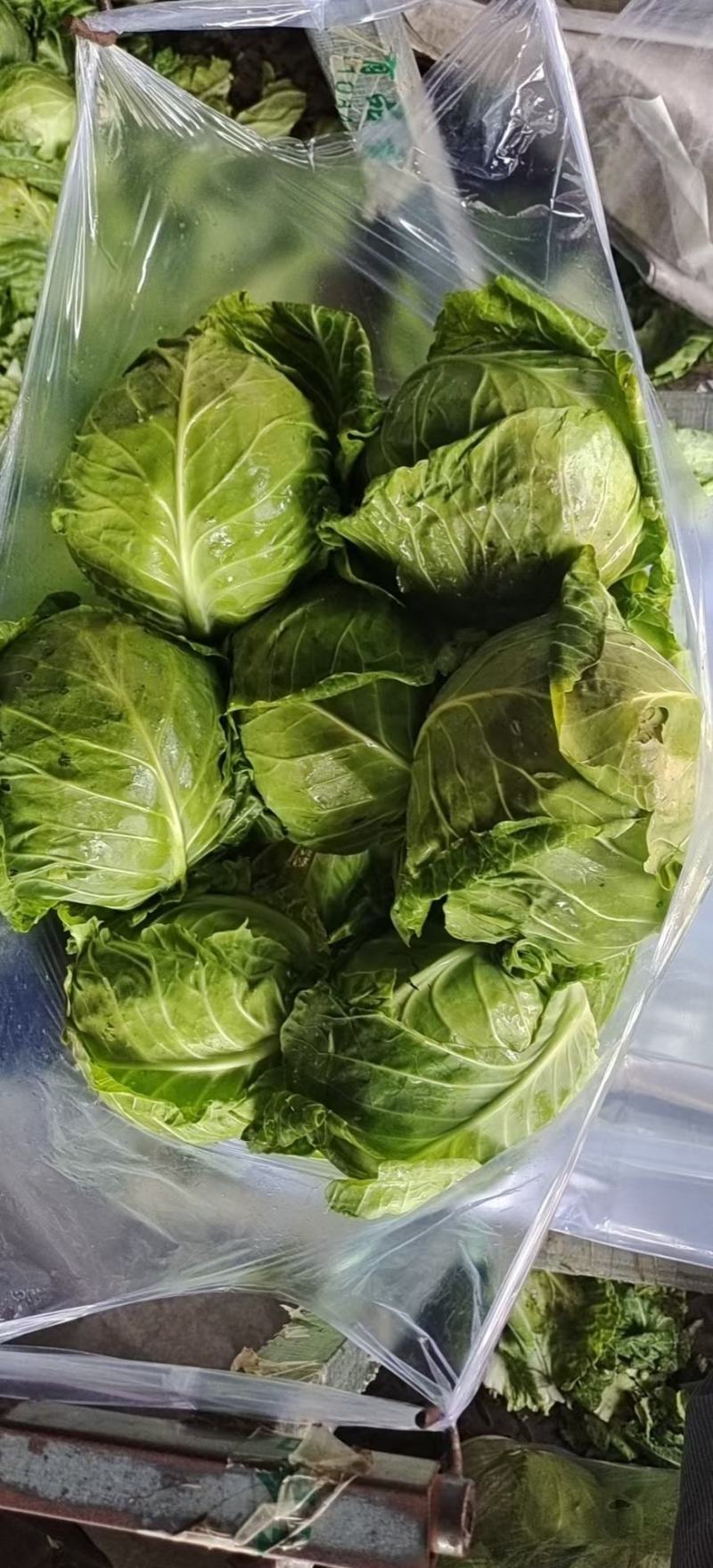 中甘21甘蓝，产地直发邯郸圆包菜一条龙服务对接商超