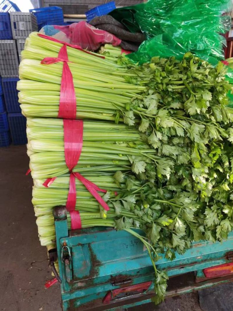 法国皇后芹菜精品芹菜货源充足稳定交通便利河北邯郸芹菜