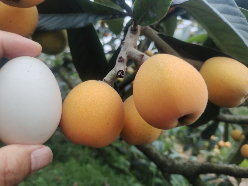 屏山大五星枇杷上市了。