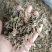 车前草，野生小颗，切片过筛，道地药材，全国发货