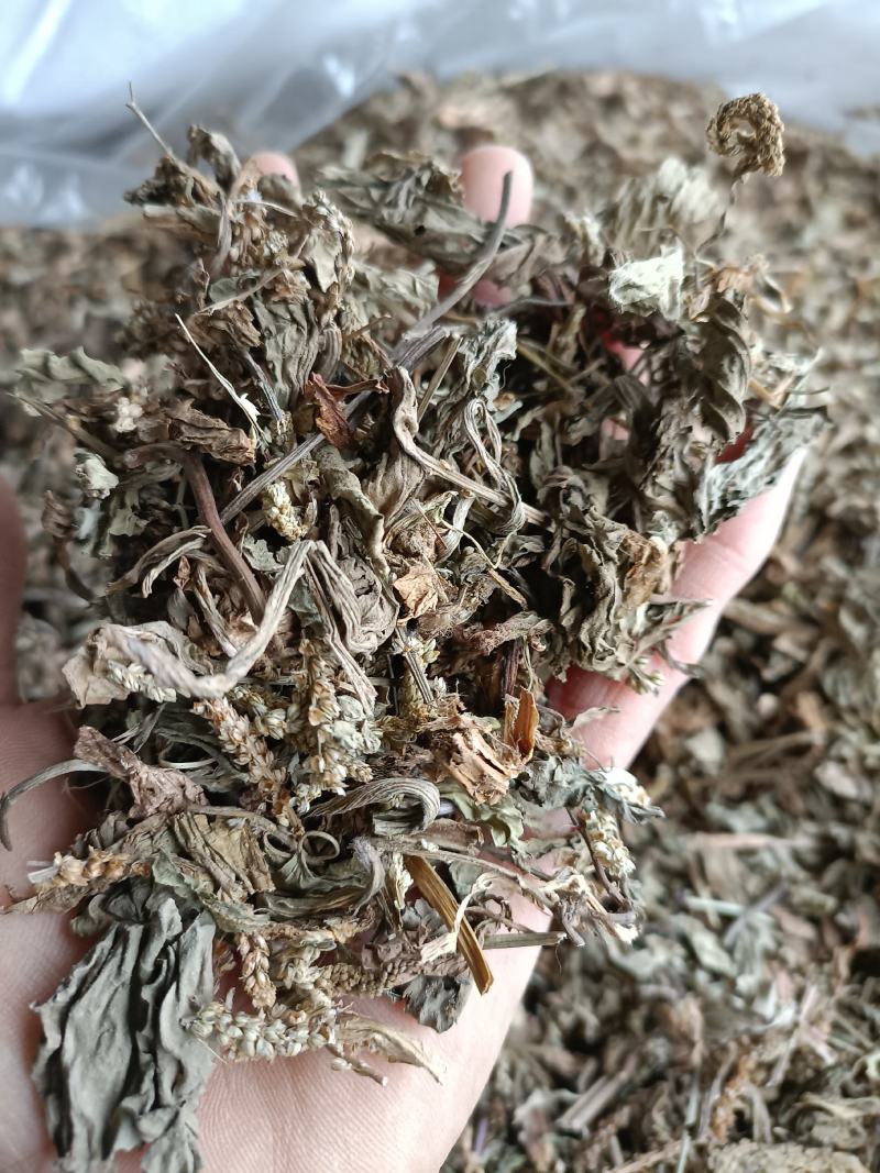 车前草，野生小颗，切片过筛，道地药材，全国发货