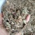 车前草，野生小颗，切片过筛，道地药材，全国发货