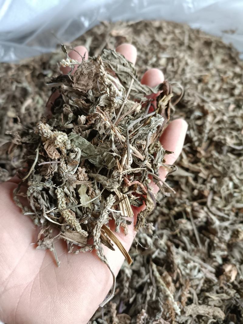 车前草，野生小颗，切片过筛，道地药材，全国发货