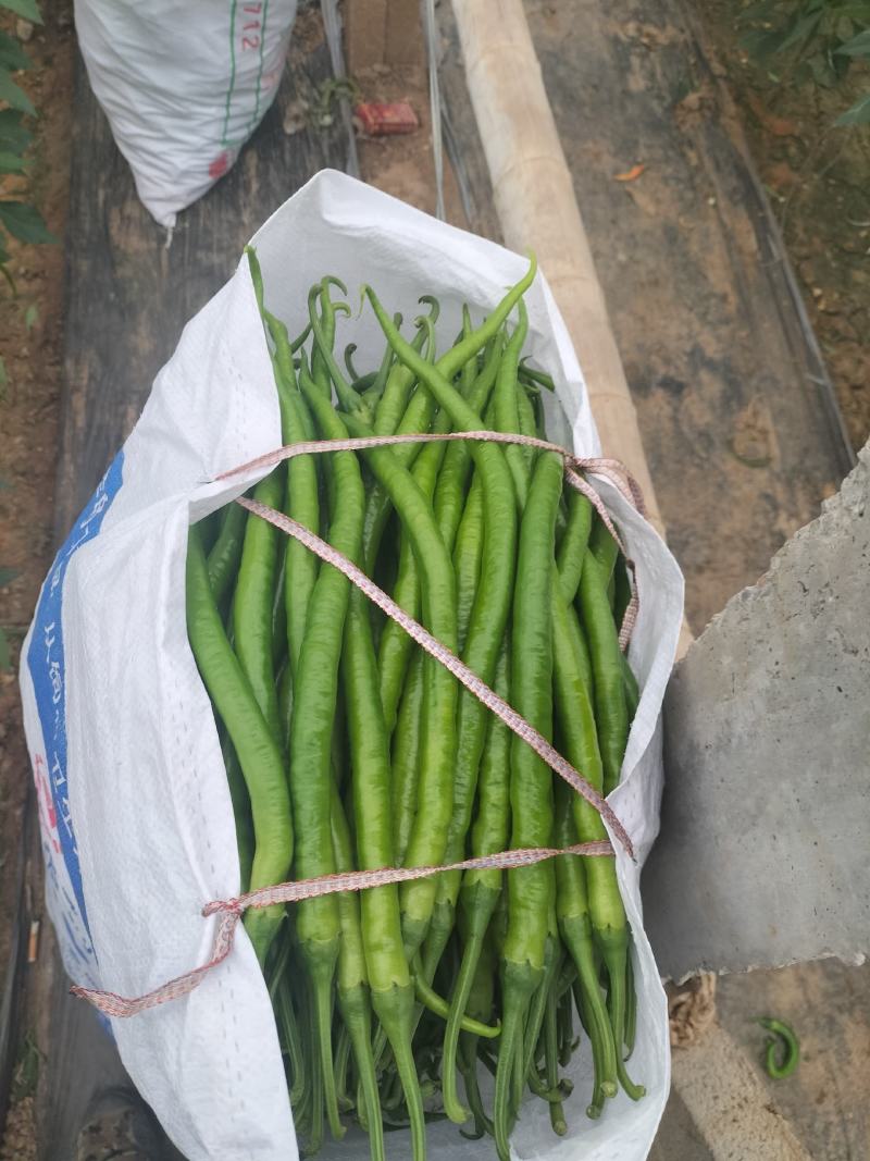 供应各种辣椒和茄子