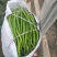 供应各种辣椒和茄子