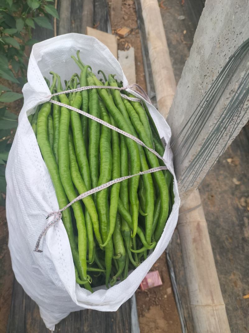供应各种辣椒和茄子
