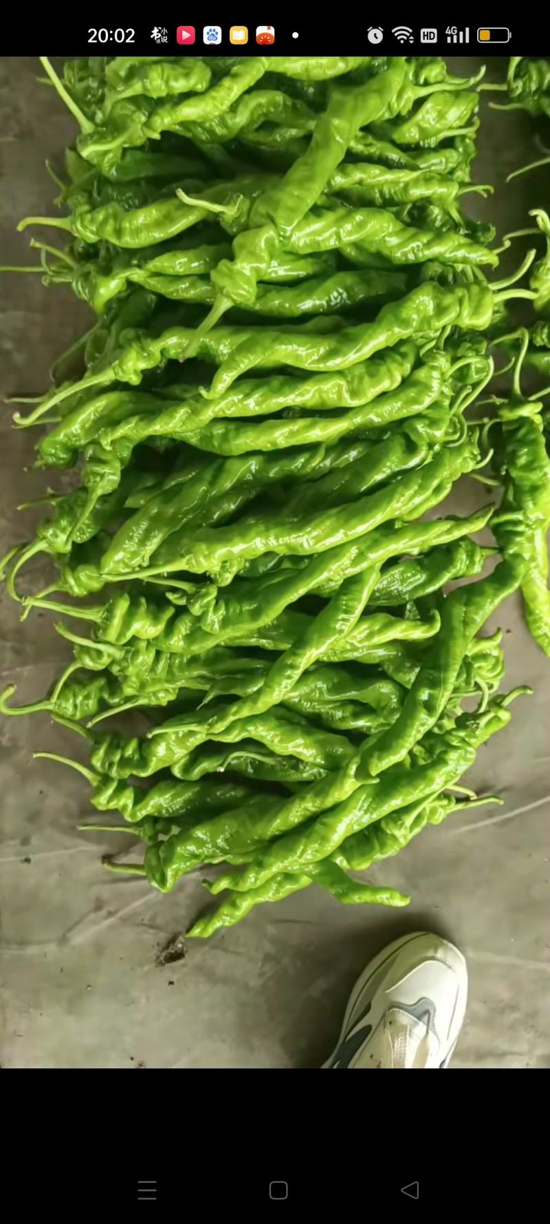 供应各种辣椒和茄子