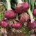 紫皮洋葱-基地直供-保证质量-价格合理