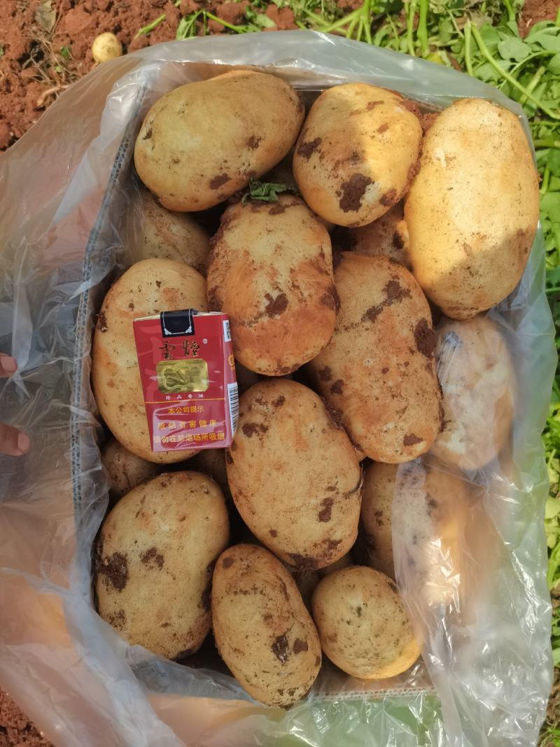 精品无苔葱
