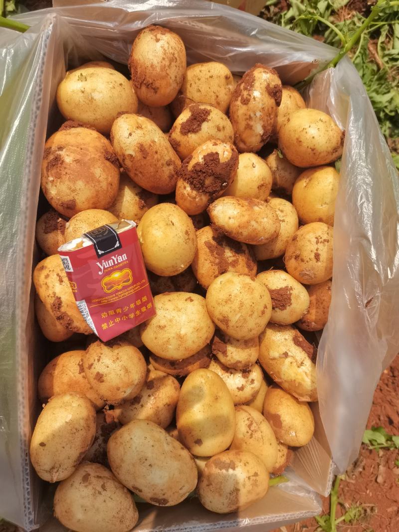 精品无苔葱