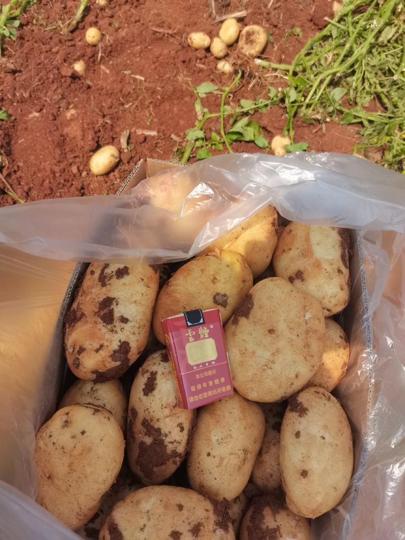 精品无苔葱