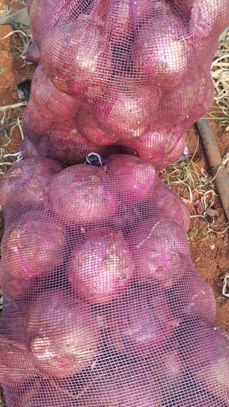 精品无苔葱