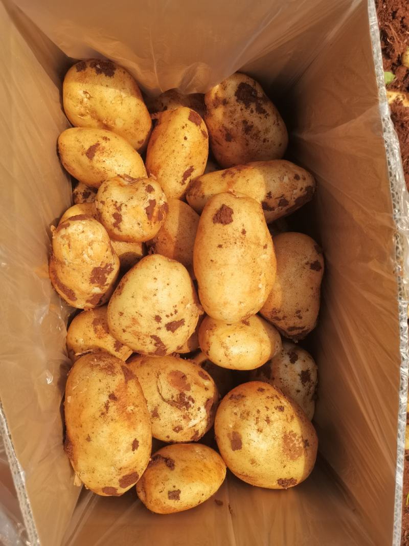 精品无苔葱