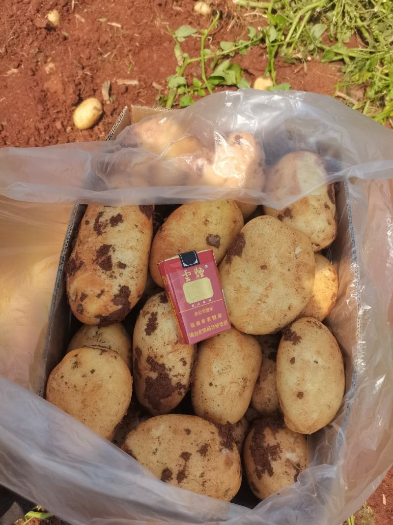 精品无苔葱