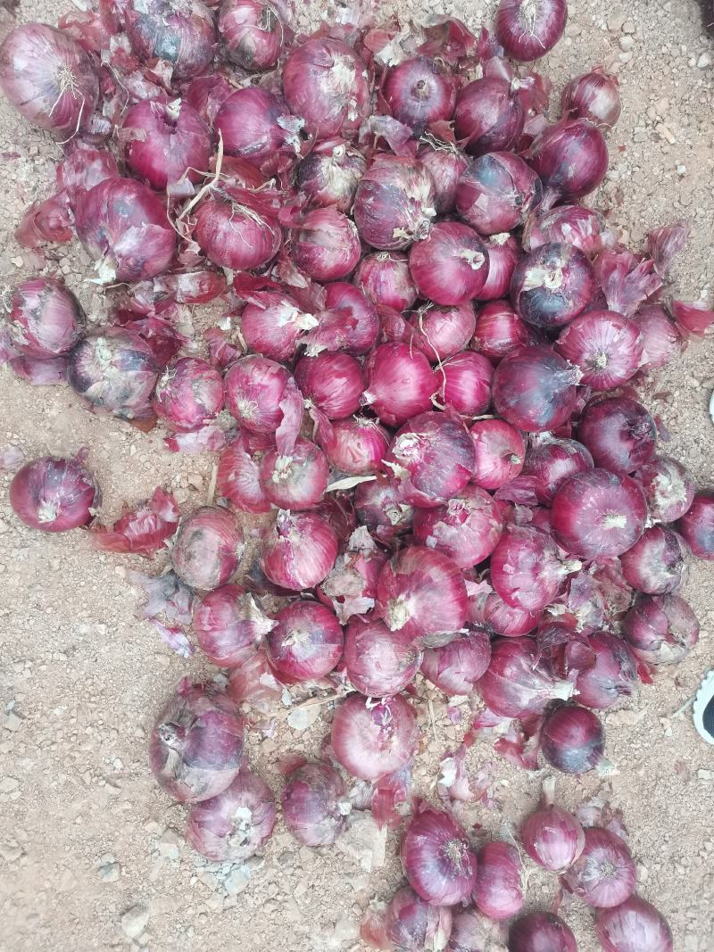 精品无苔葱