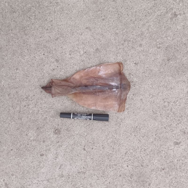 鱿鱼片无头鱿鱼干各种规格干度好品质高