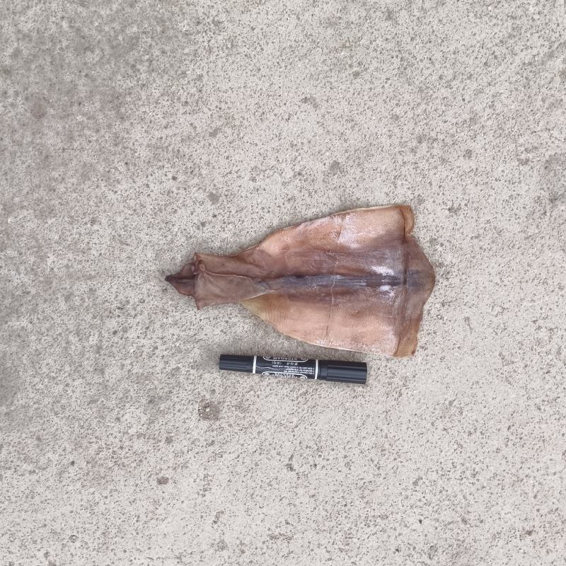 鱿鱼片无头鱿鱼干各种规格干度好品质高