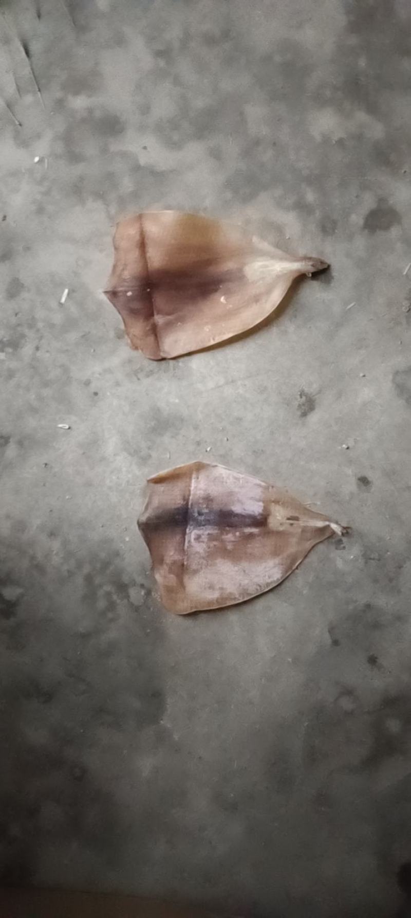 鱿鱼片无头鱿鱼干各种规格干度好品质高