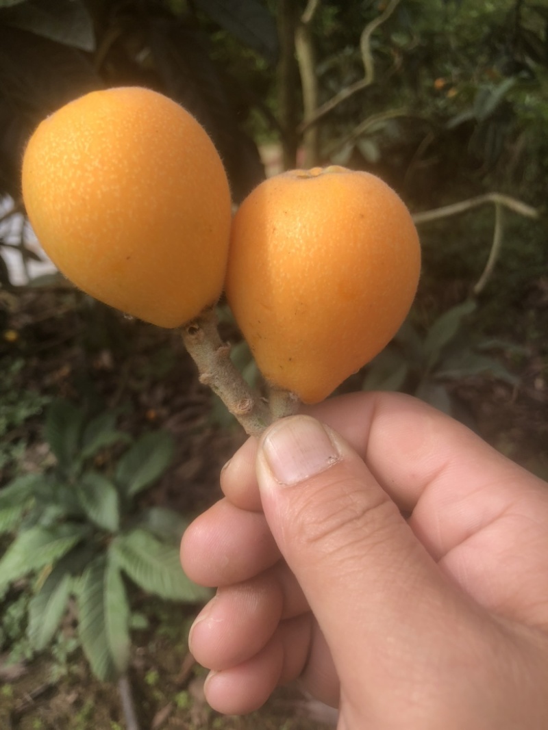 巴阳大五星枇杷