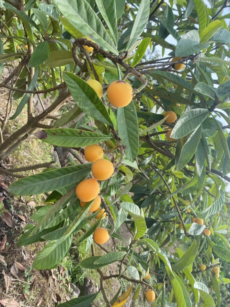 巴阳大五星枇杷