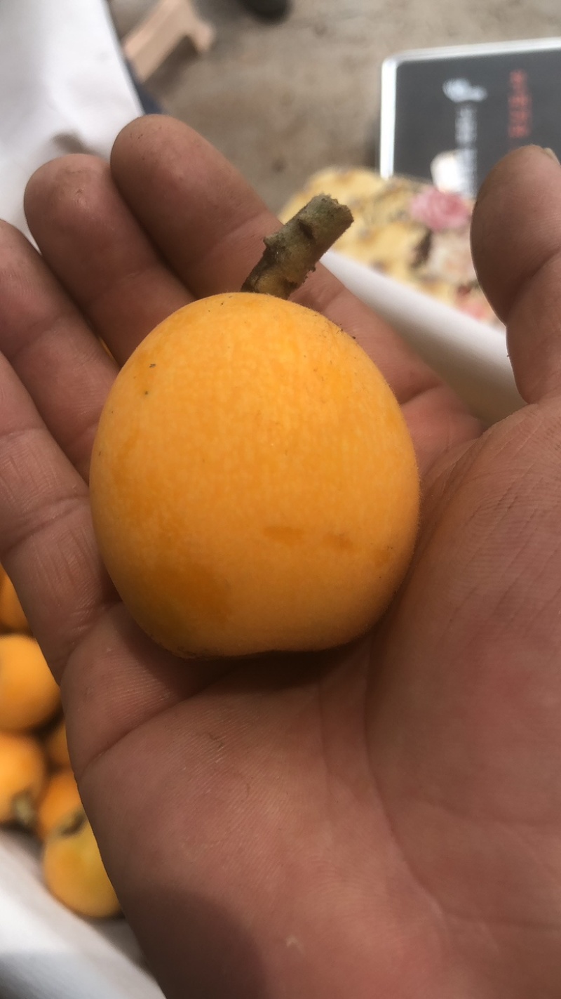 巴阳大五星枇杷