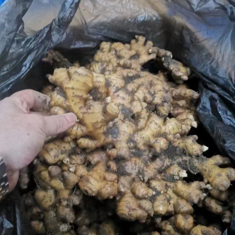山东小黄姜大黄姜姜巴水洗姜产地直发欢迎来电咨询