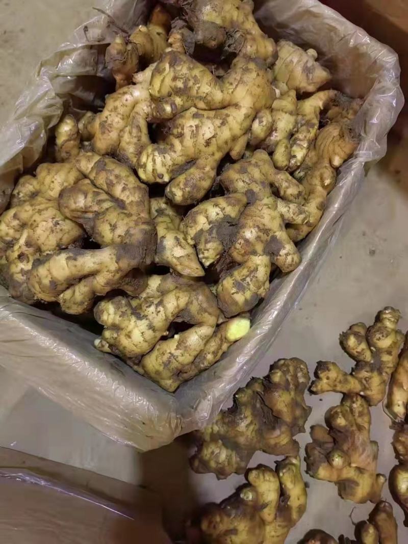 山东小黄姜大黄姜姜巴水洗姜产地直发欢迎来电咨询