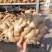 山东小黄姜大黄姜姜巴水洗姜产地直发欢迎来电咨询