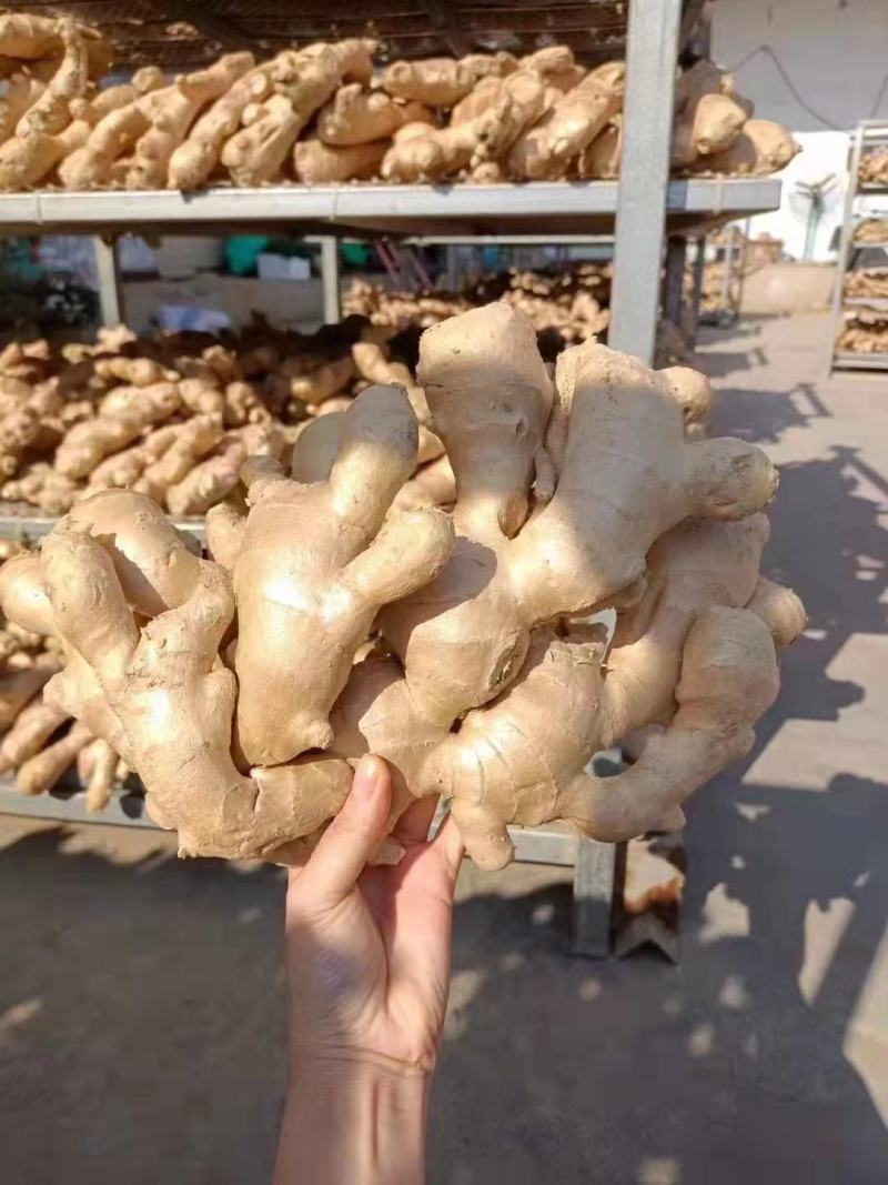 山东小黄姜大黄姜姜巴水洗姜产地直发欢迎来电咨询