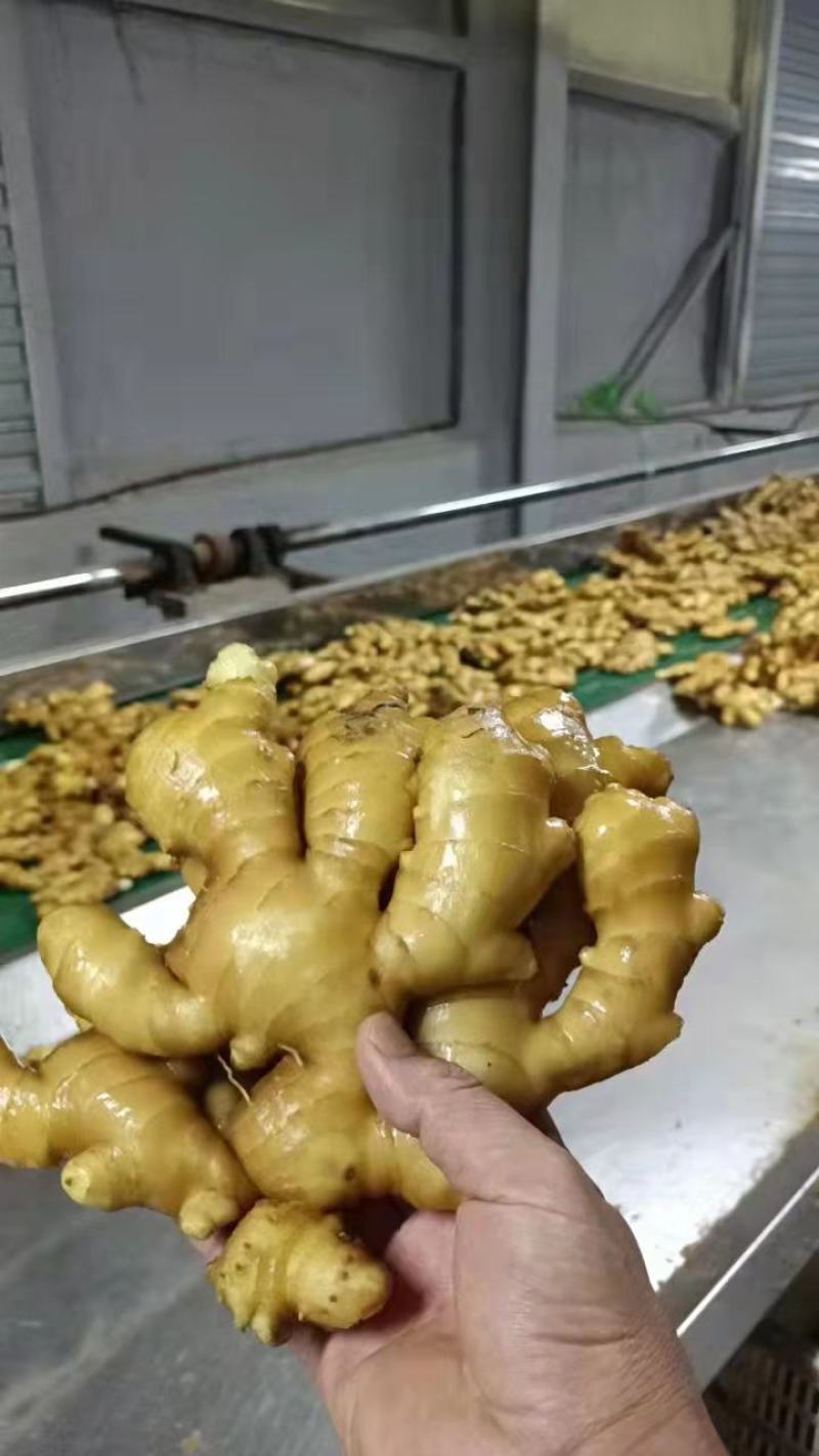山东小黄姜大黄姜姜巴水洗姜产地直发欢迎来电咨询