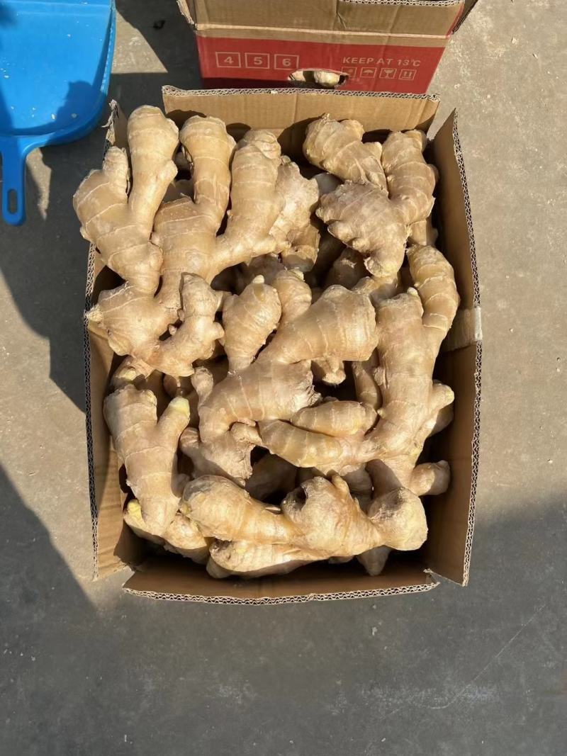 山东小黄姜大黄姜姜巴水洗姜产地直发欢迎来电咨询