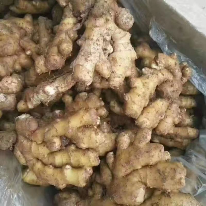 山东小黄姜大黄姜姜巴水洗姜产地直发欢迎来电咨询
