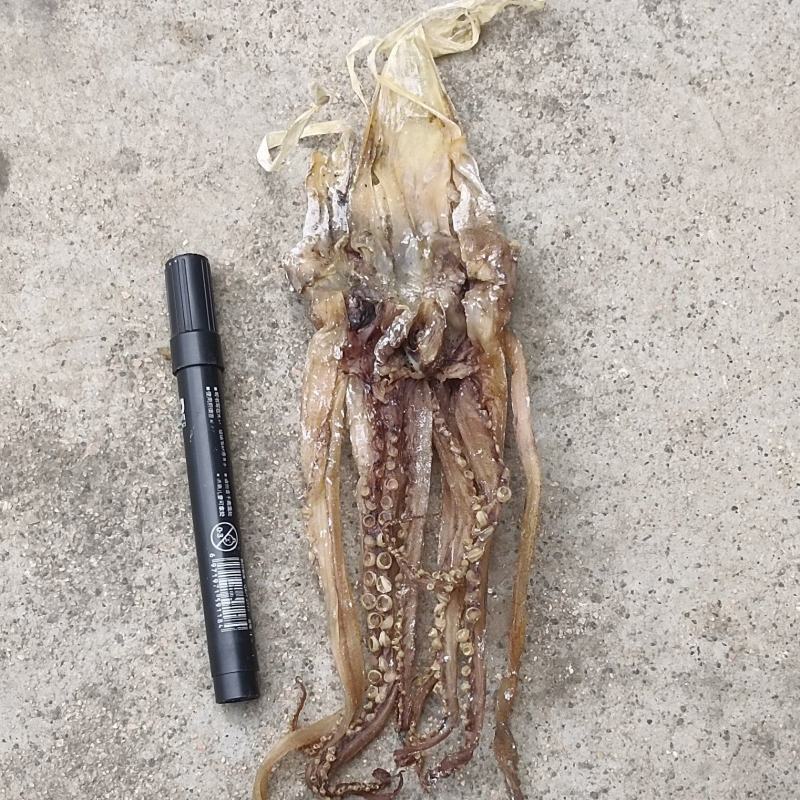 鱿鱼头各种规格原产地直发品质有保障