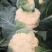 有机花菜