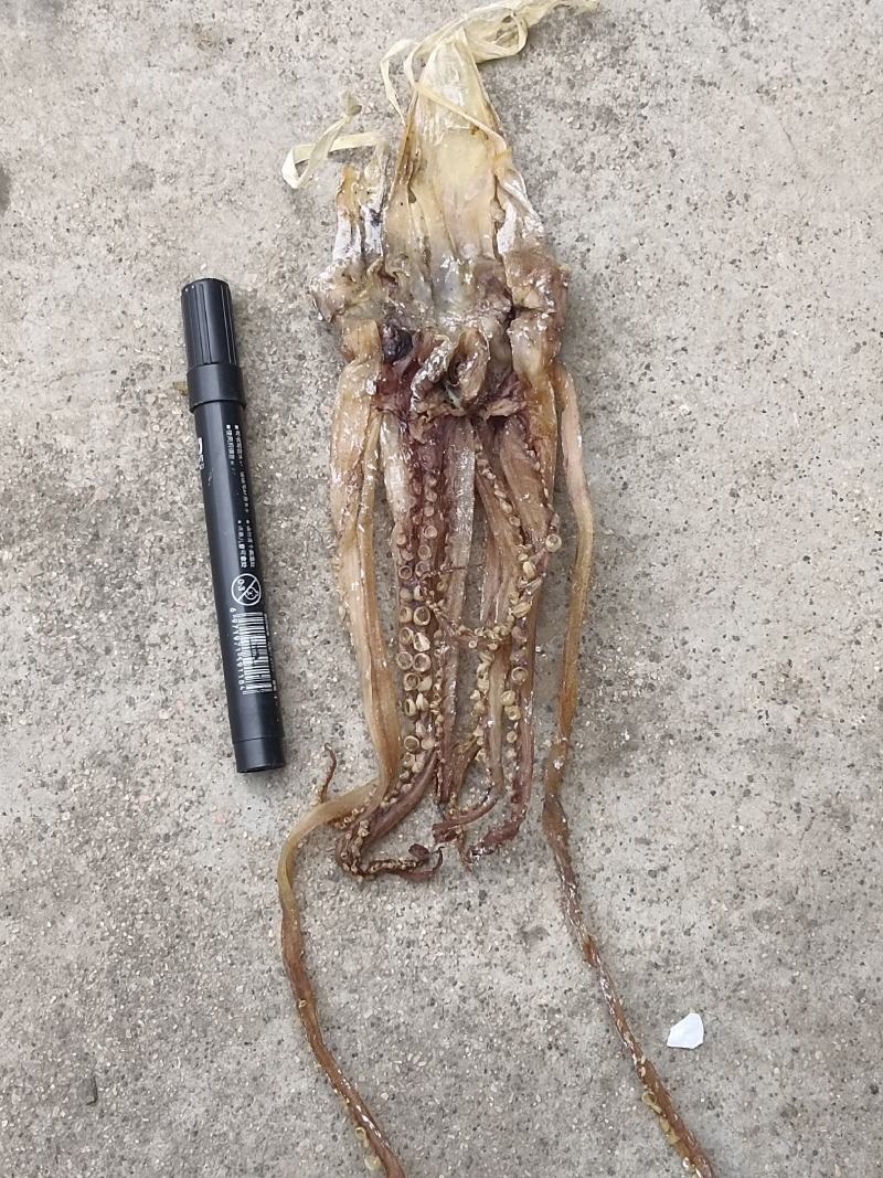 鱿鱼头各种规格原产地直发品质有保障