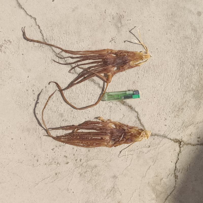 鱿鱼头各种规格原产地直发品质有保障