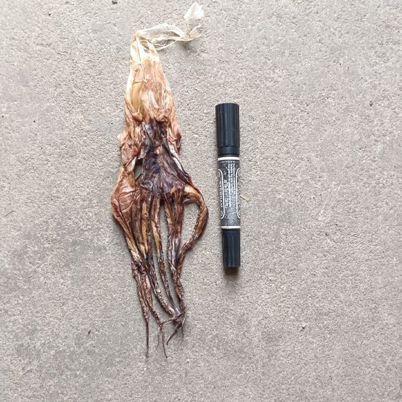 鱿鱼头各种规格原产地直发品质有保障