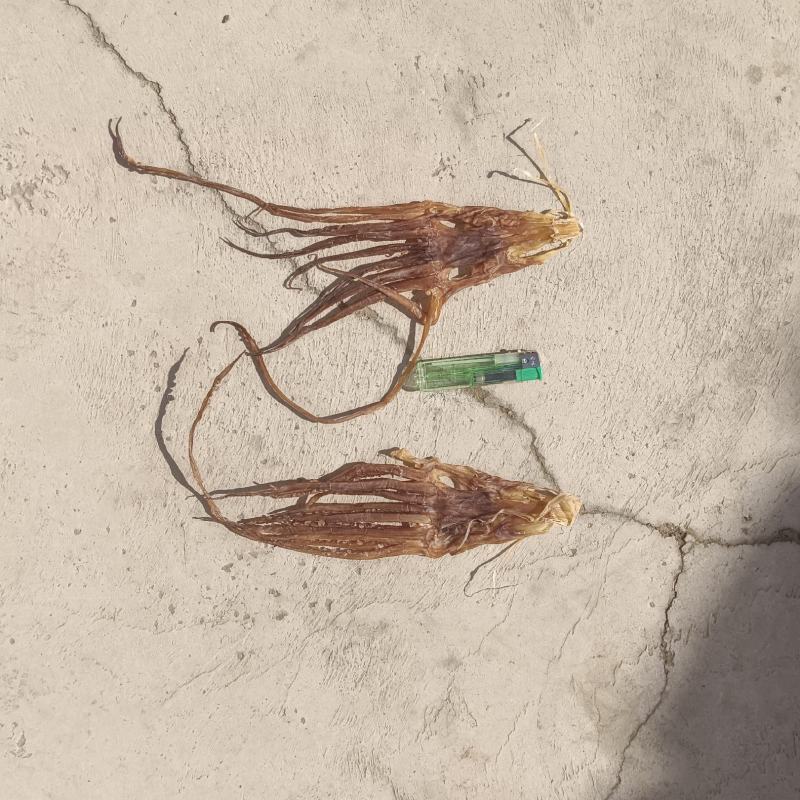 鱿鱼头各种规格原产地直发品质有保障