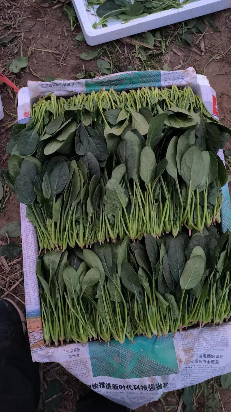 【推】淄博高青县泡沫箱包装菠菜一手货源大量上市
