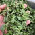 薄荷叶干货泡水喝清凉新货薄荷量大优惠