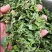 薄荷叶干货泡水喝清凉新货薄荷量大优惠