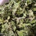 薄荷叶干货泡水喝清凉新货薄荷量大优惠