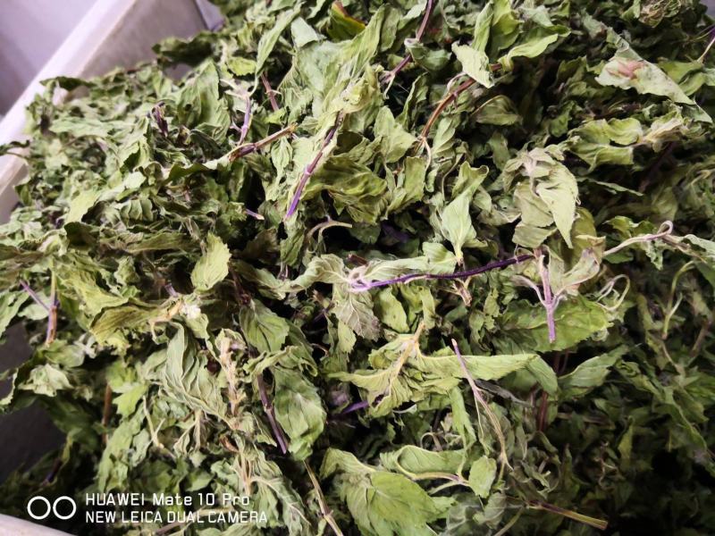 薄荷叶干货泡水喝清凉新货薄荷量大优惠