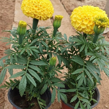 万寿菊