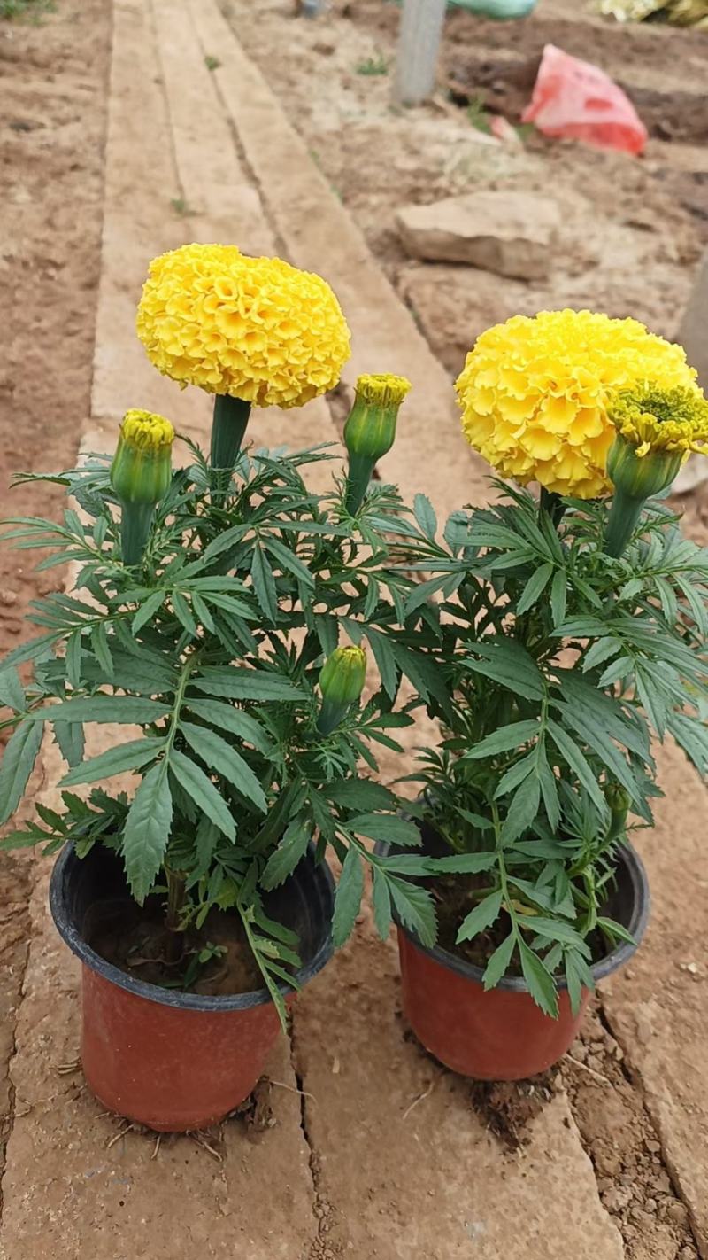 万寿菊