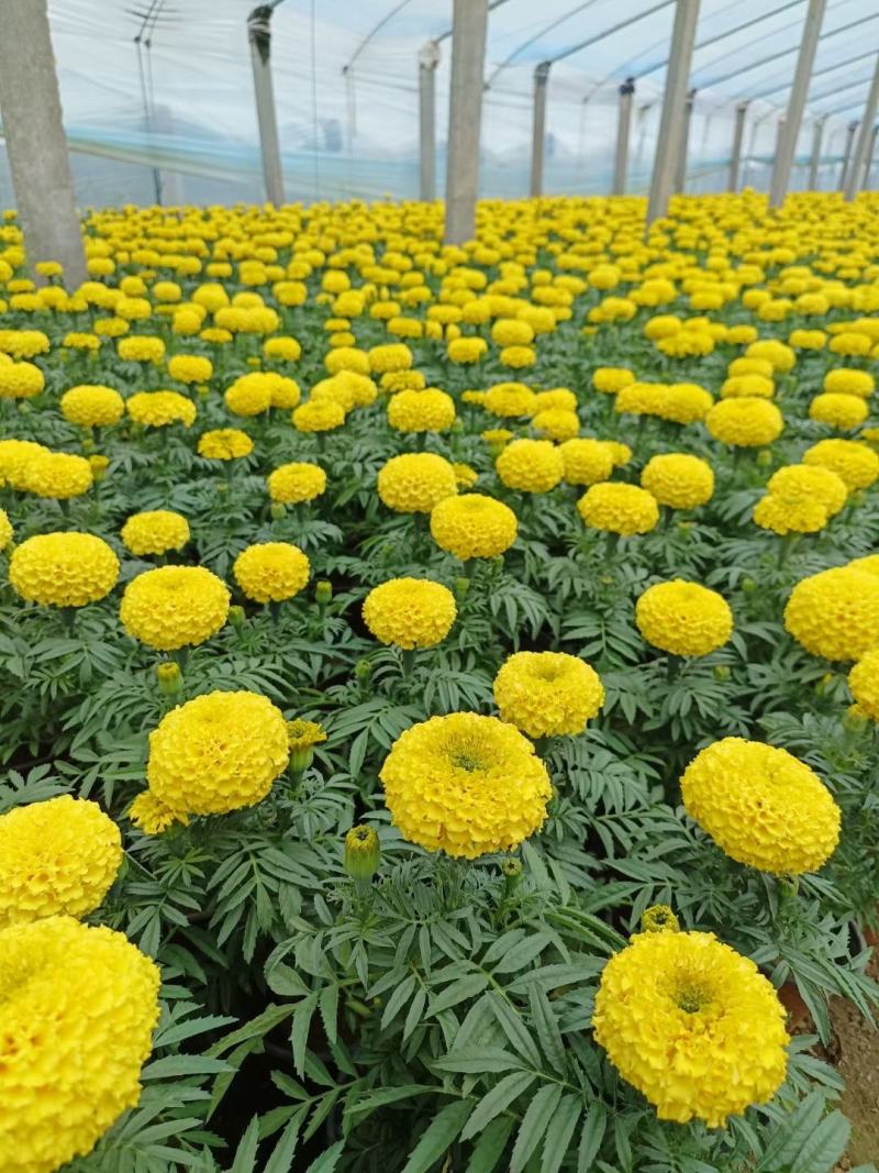 万寿菊