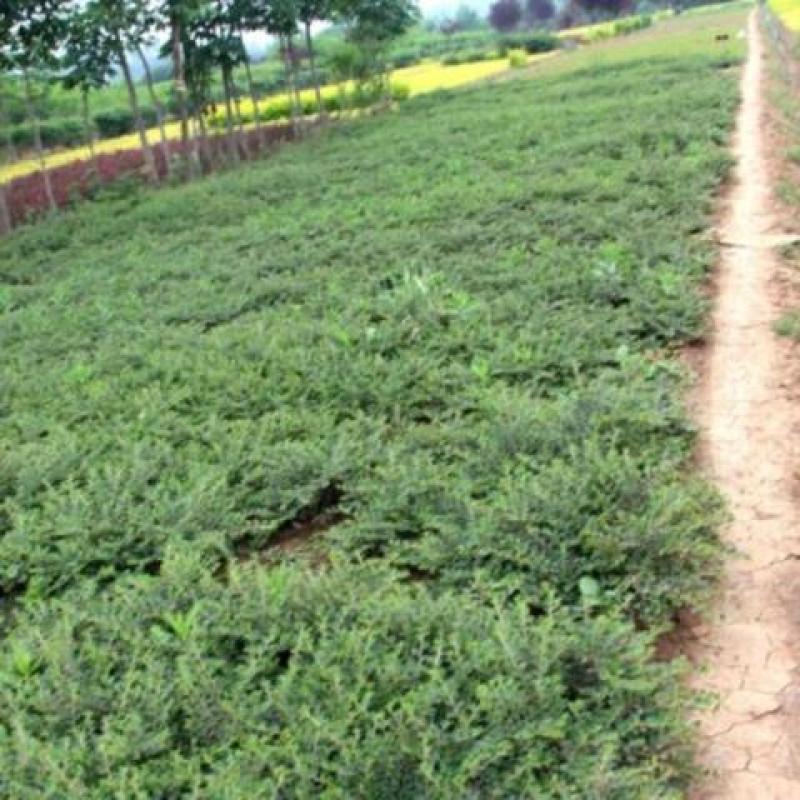 平枝栒子铺地蜈蚣小叶栒子平枝旬子苗盆景匍匐灌木工程绿