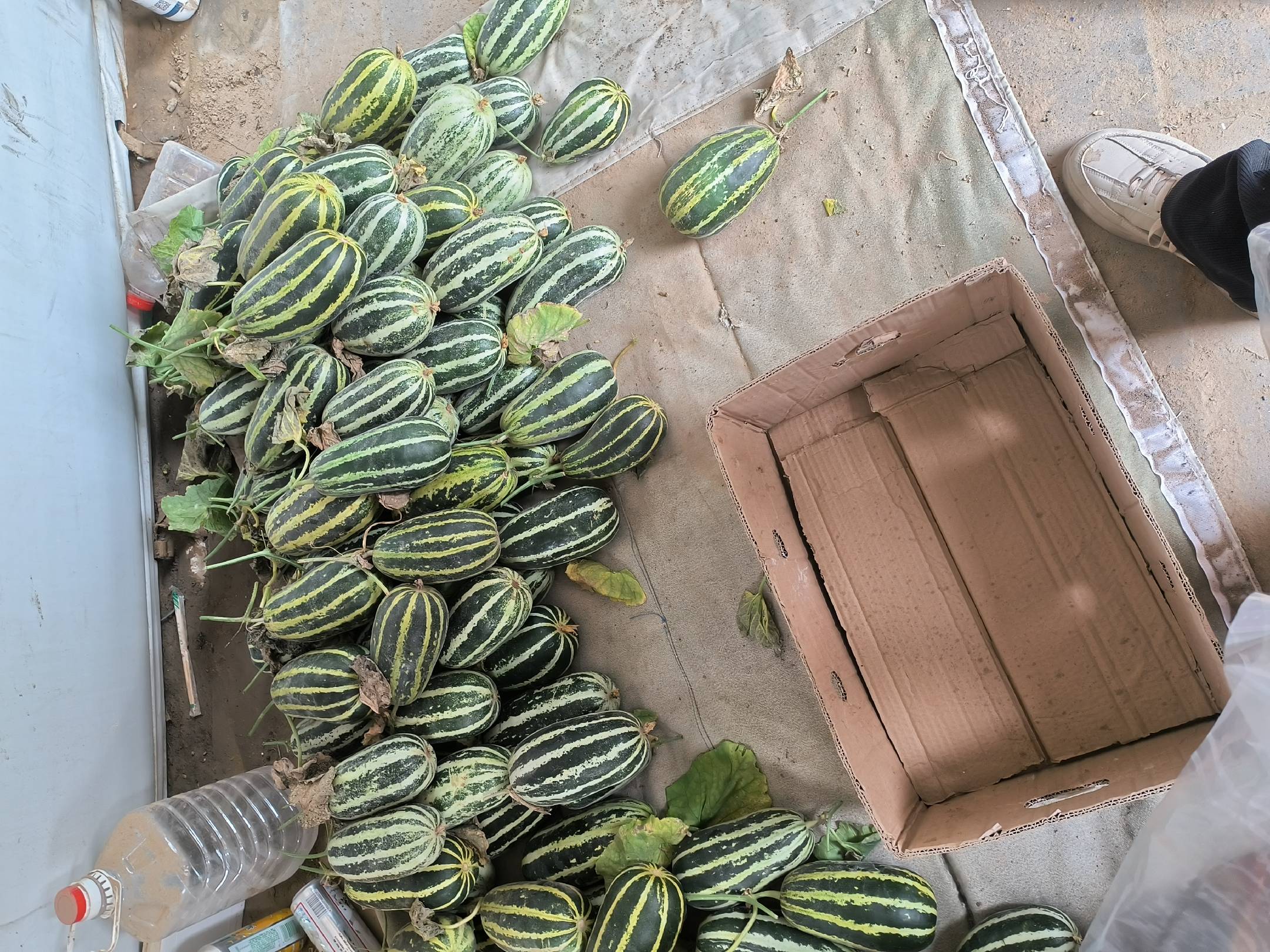 博洋61甜瓜在市场销售场景