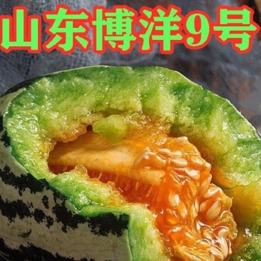 博洋9号甜瓜高青县一手货源大量上市需要的老板直接联系